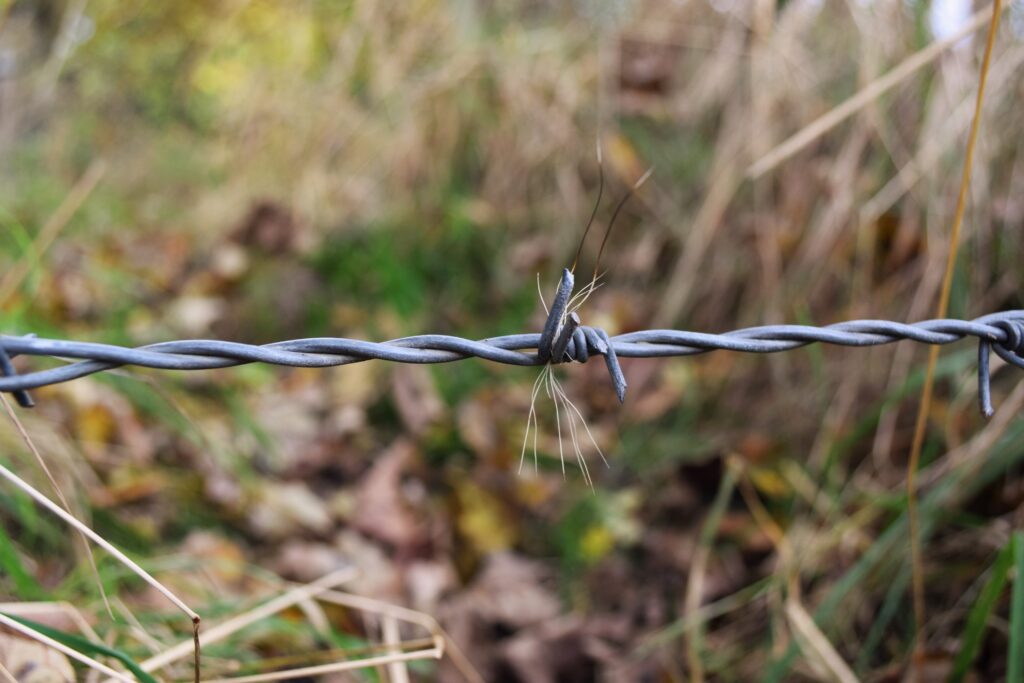 Barbed wire with some grey-white hairs stuck in the barb