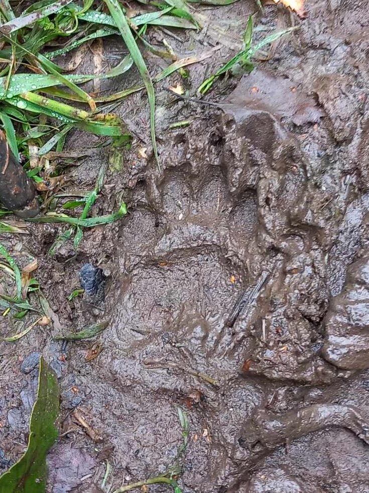 badger pawprint in mud