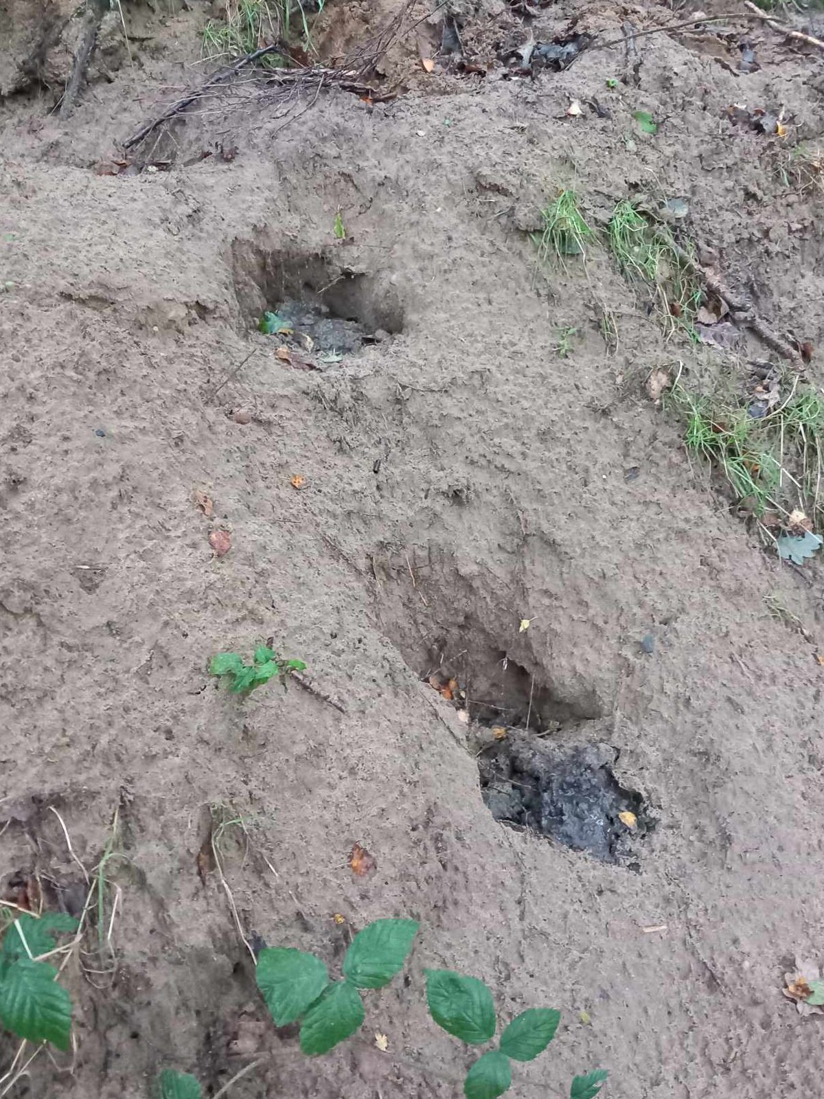 Bare earth area in woodland with two 'pits' filled with dark badger excrement 